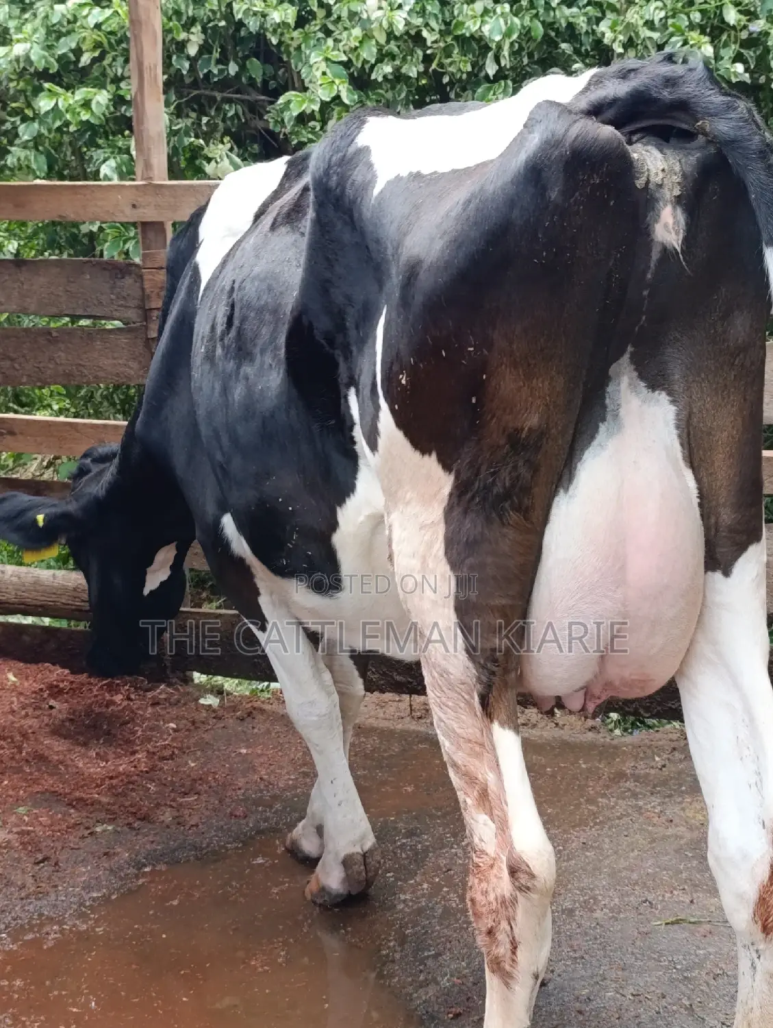 Friesian Cows for Sale