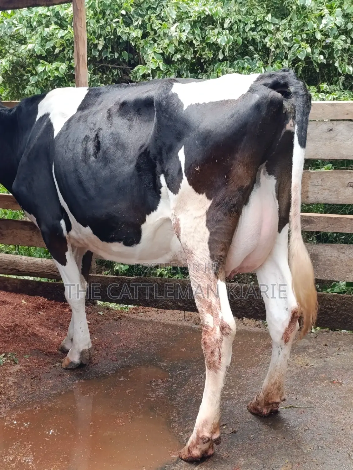 Friesian Cows for Sale