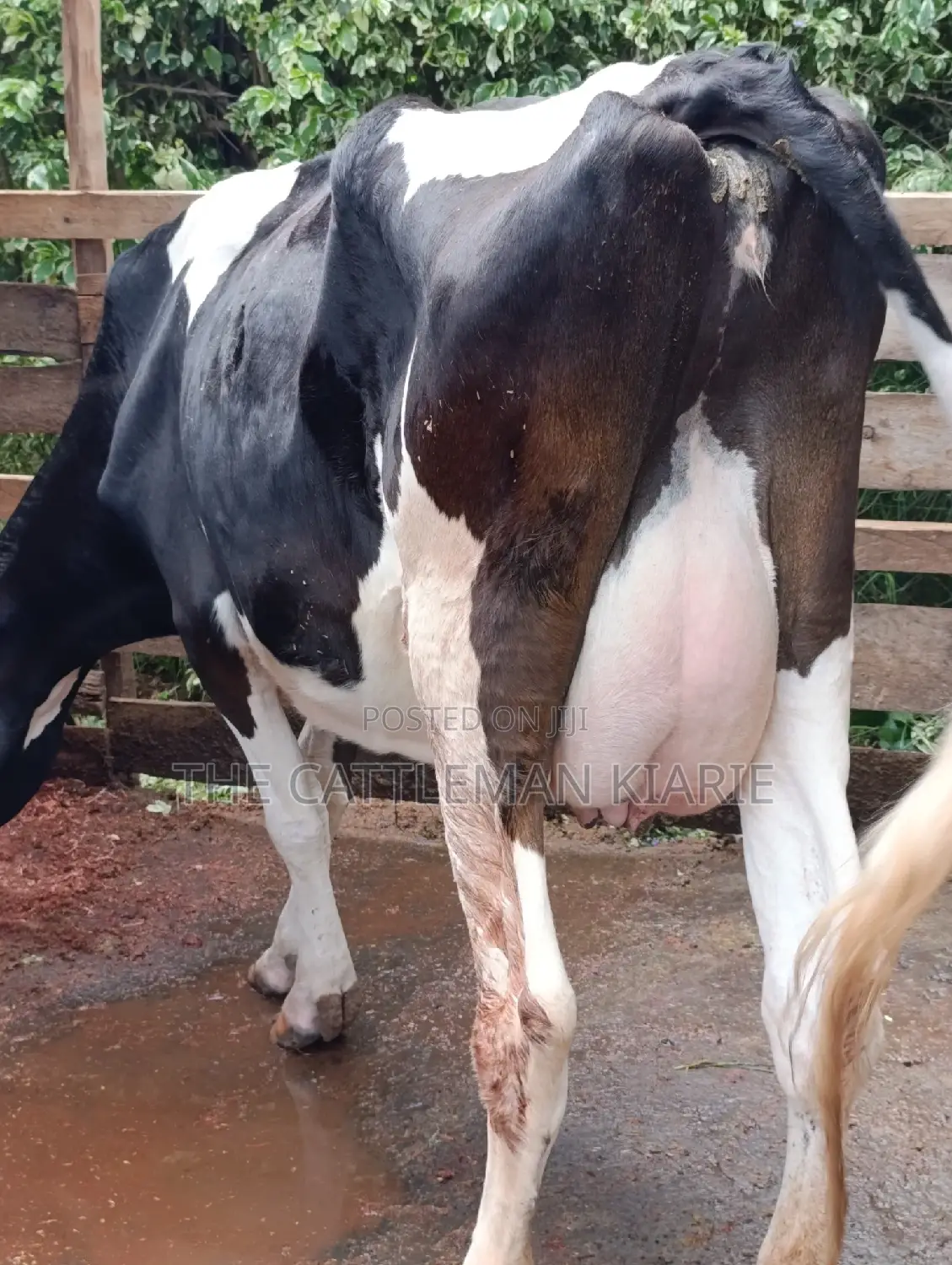 Friesian Cows for Sale