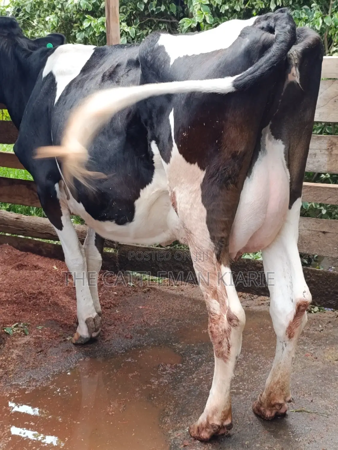 Friesian Cows for Sale