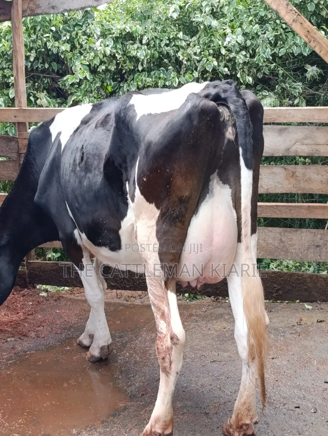 Friesian Cows for Sale