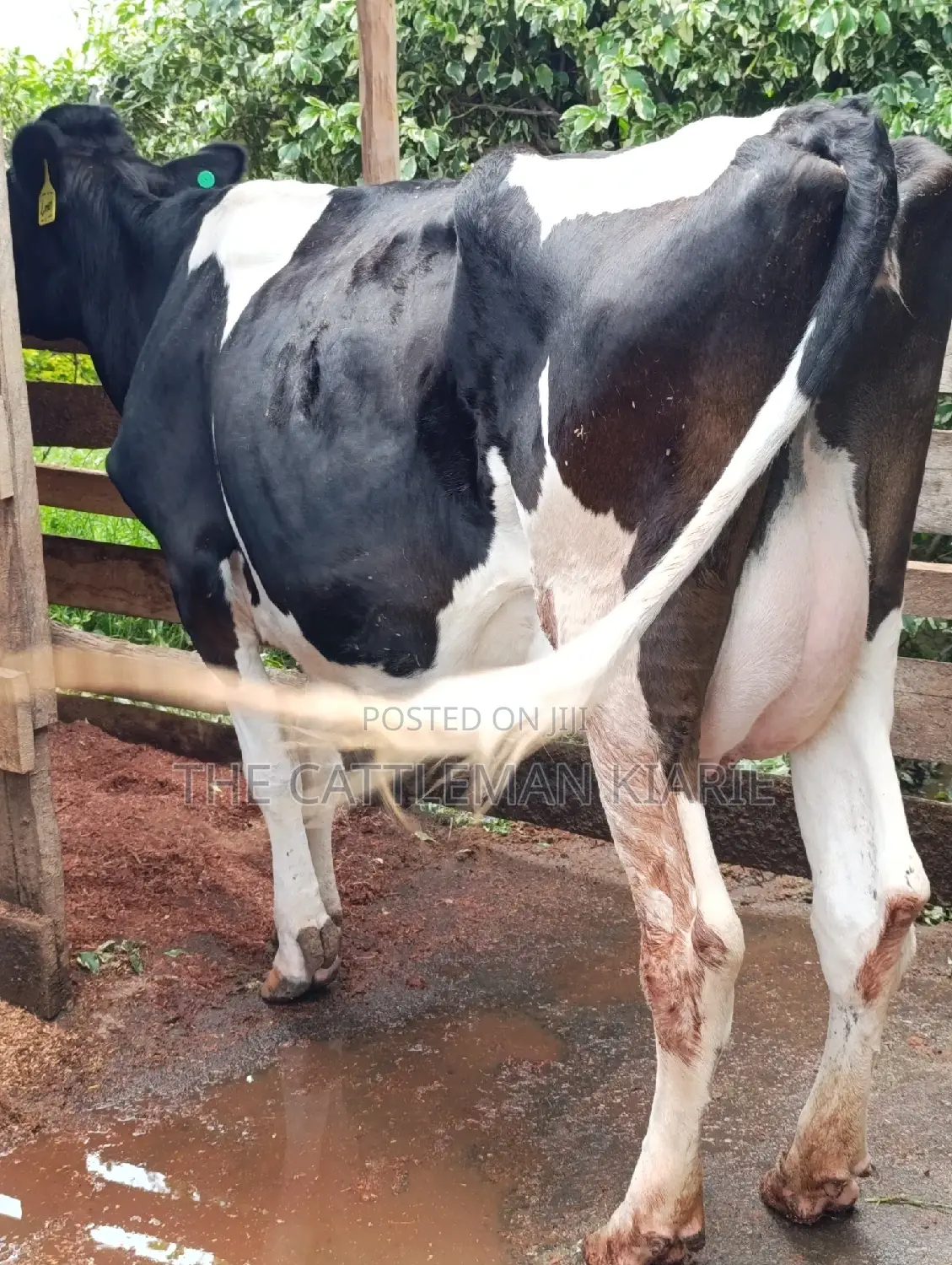 Friesian Cows for Sale