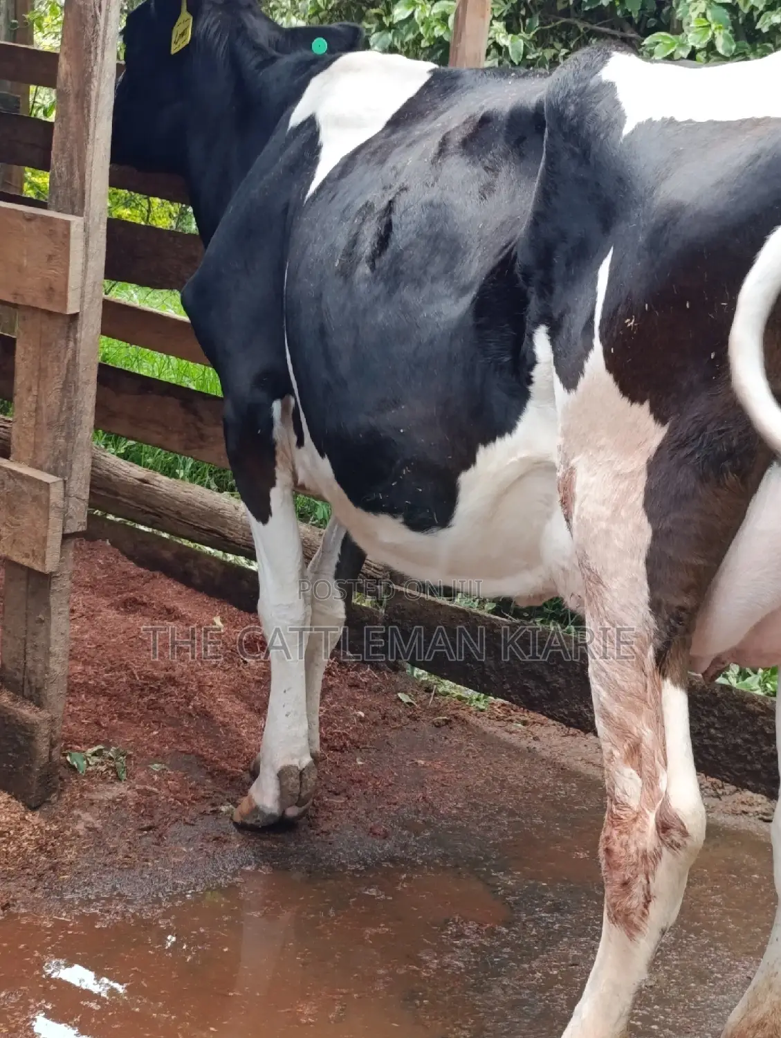 Friesian Cows for Sale