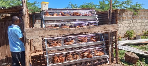 A-Type Customized Layer Chicken Cage for 64 Layers