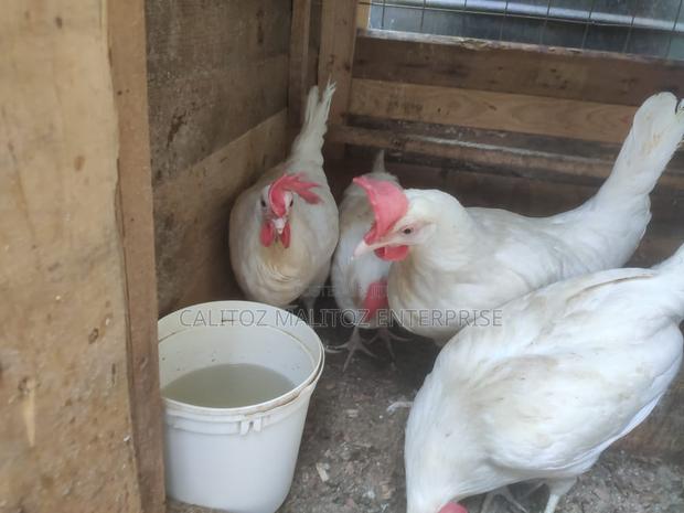 White Leghorn Eggs - thumbnail 5