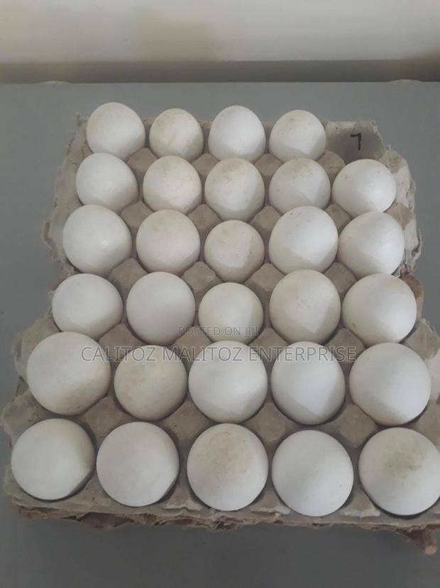 White Leghorn Eggs - thumbnail 3