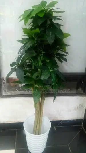 Avocado Plant Tree