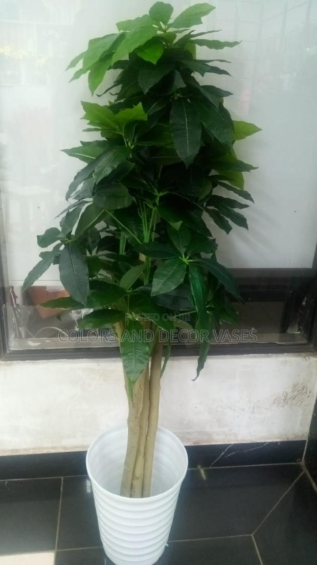 Avocado Plant Tree - main view