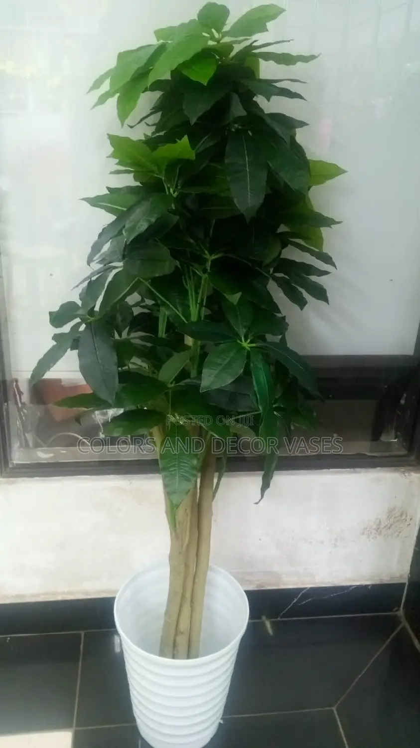 Avocado Plant Tree