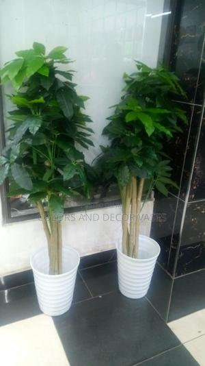 Avocado Plants 1.6m Long - thumbnail 2