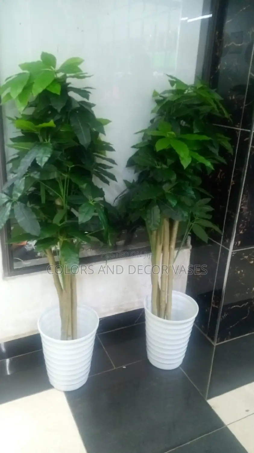 Avocado Plants 1.6m Long