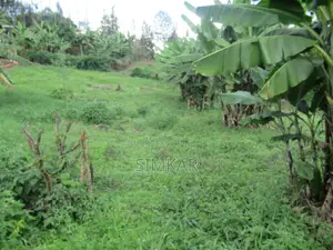 1/4-Acre Plot for Sale in Muthiga