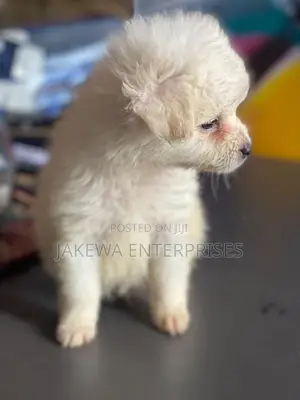 1-3 months Female Purebred Maltese