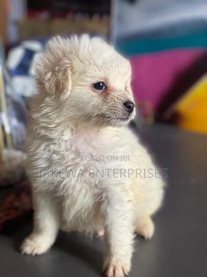 1-3 months Female Purebred Maltese - thumbnail 2