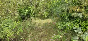 Prime 10 Acres Land for Sale in Kaptuli Eldoret