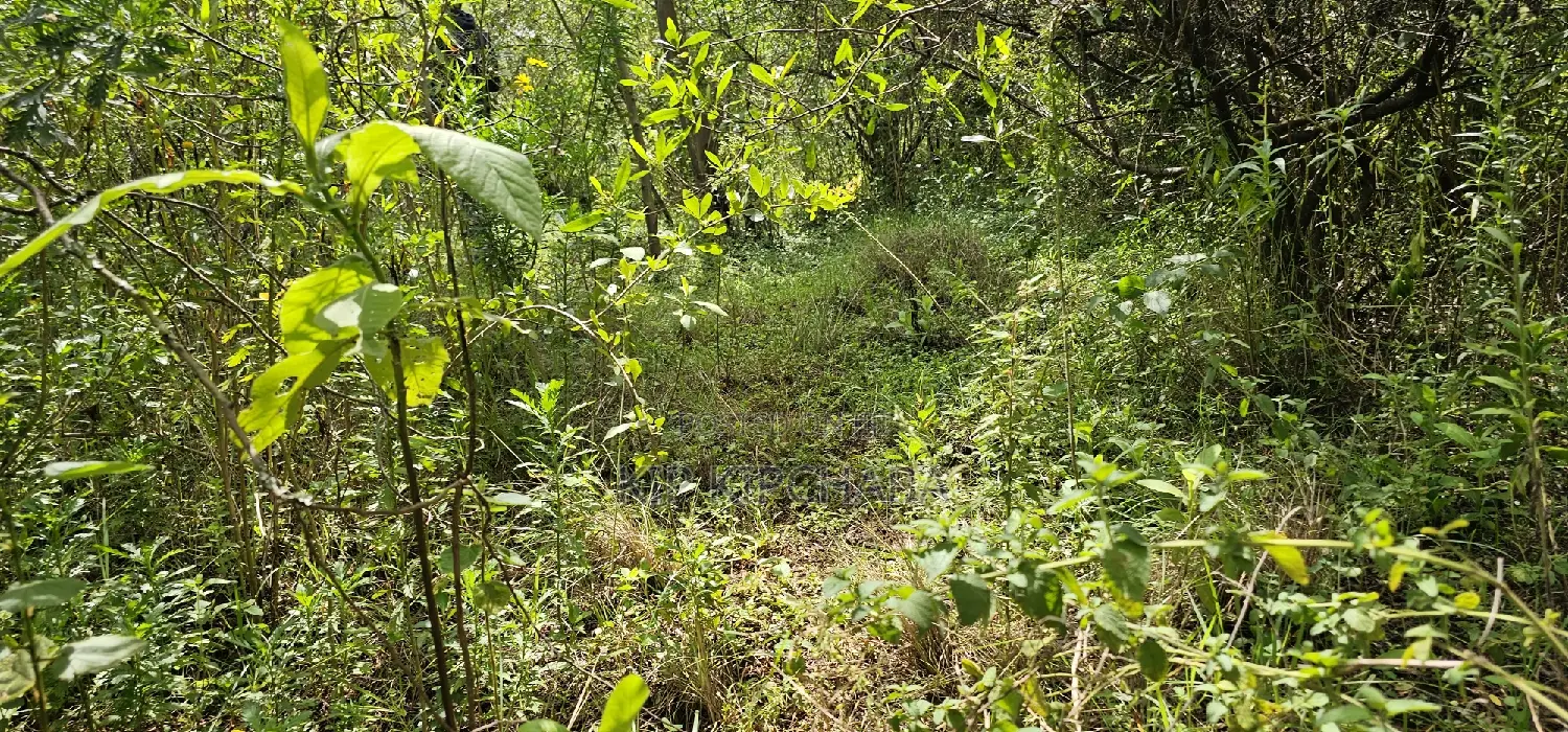 Prime 10 Acres Land for Sale in Kaptuli Eldoret