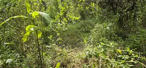 Prime 10 Acres Land for Sale in Kaptuli Eldoret