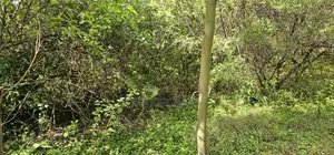 Prime 10 Acres Land for Sale in Kaptuli Eldoret
