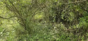 Prime 10 Acres Land for Sale in Kaptuli Eldoret