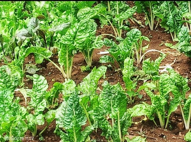 4bdrm Maisonette in Dubai Kawaida, Cianda for sale - thumbnail 4