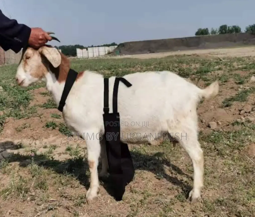 Anti Mating Apron for Sheep Goats