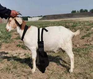 Anti Mating Apron for Sheep Goats