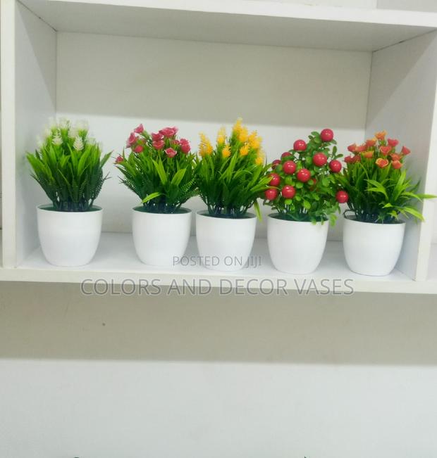 Bonsai Potted Plants