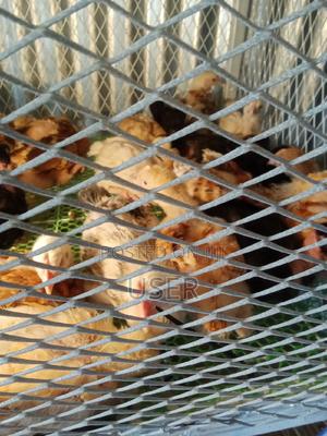 Chicks Kienynji - main view