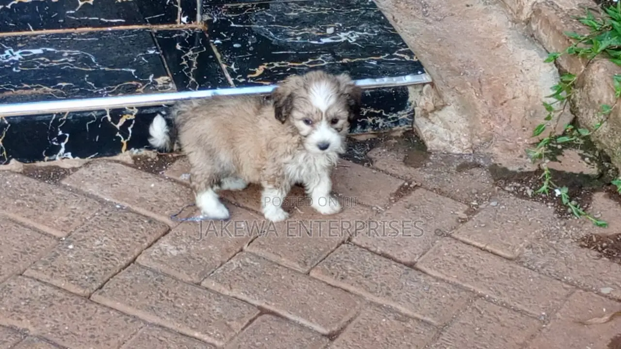 1-3 months Female Purebred Havanese