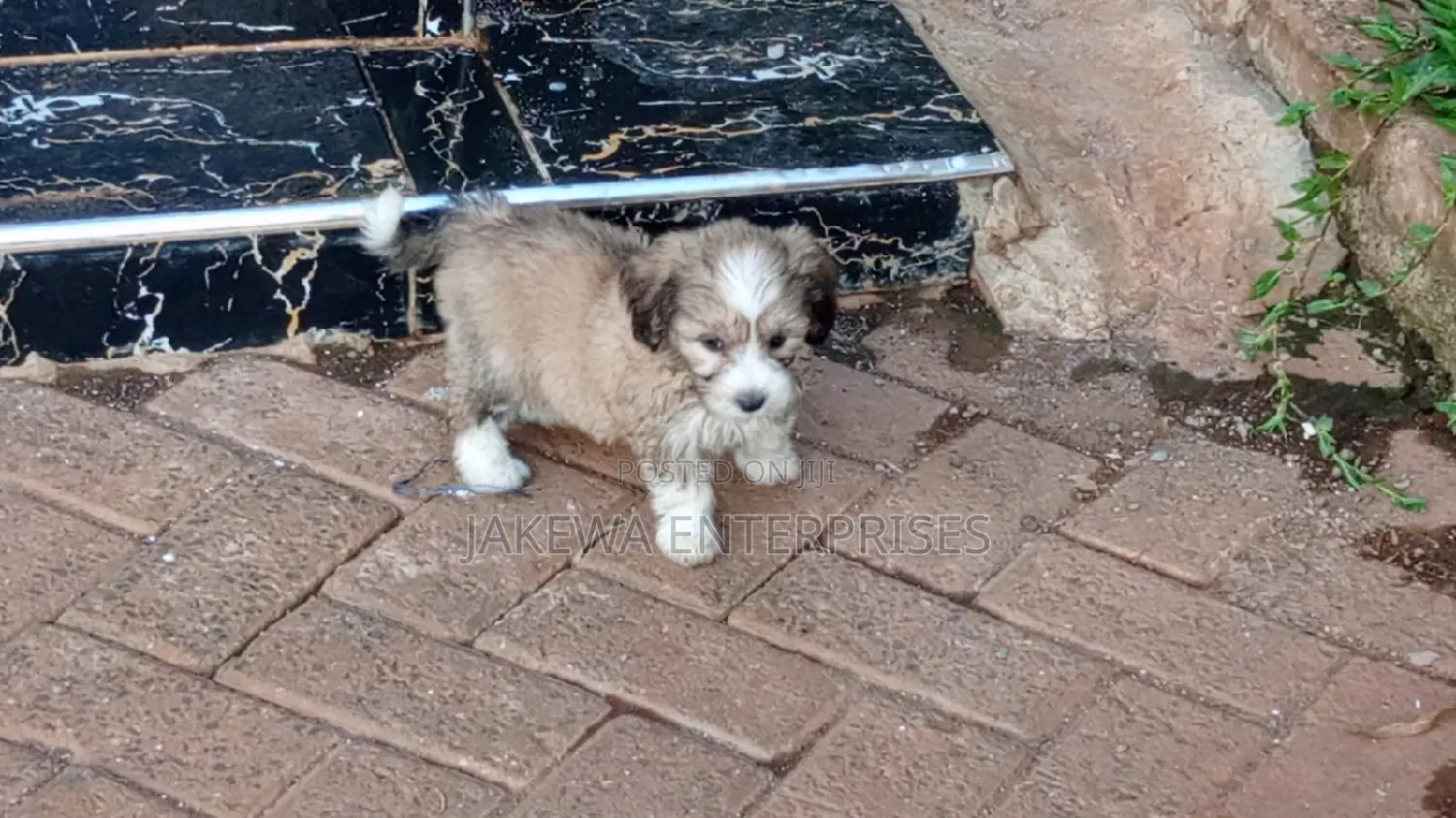 1-3 months Female Purebred Havanese