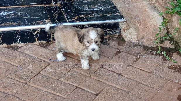 1-3 months Female Purebred Havanese - thumbnail 3