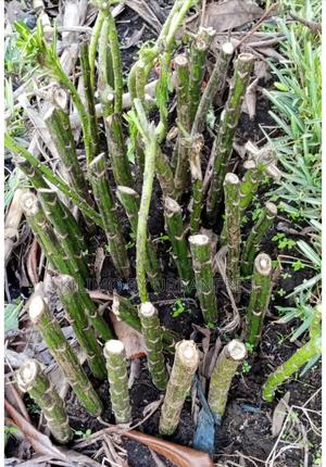 Snake Repellent Cuttings. - thumbnail 2