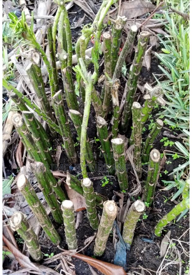 Snake Repellent Cuttings. - main view