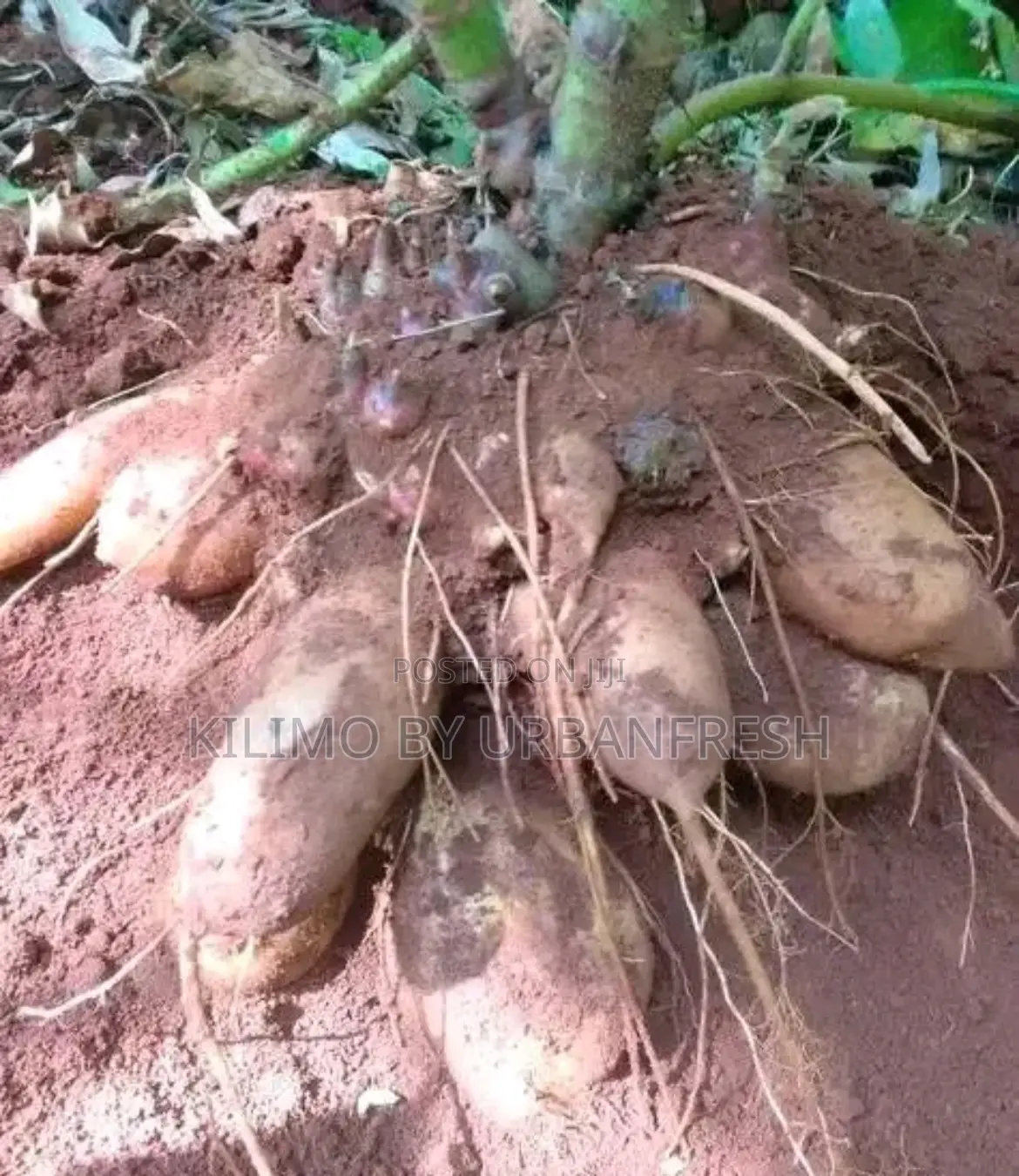 Yacon Planting Rhizome Moq 5