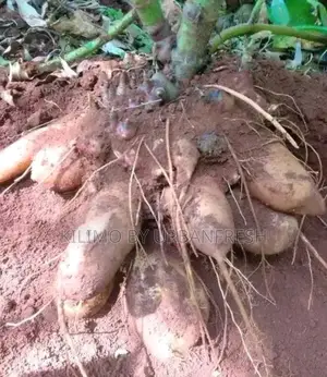 Yacon Planting Rhizome Moq 5