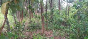 Gem Komuok 17 Acres - thumbnail 2