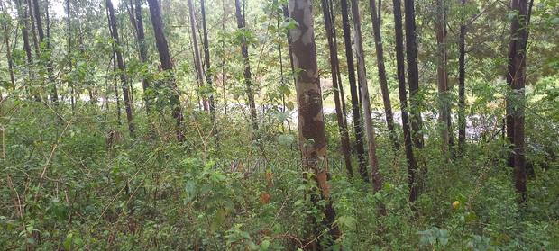 Gem Komuok 17 Acres - thumbnail 4