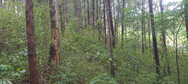 Gem Komuok 17 Acres - thumbnail 5