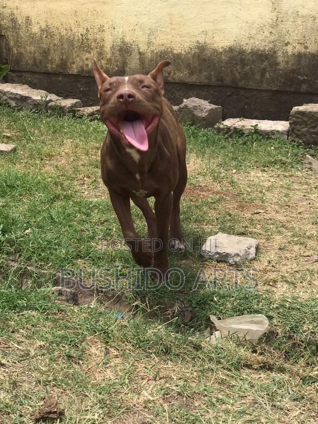 1+ year Male Purebred American Pit Bull Terrier