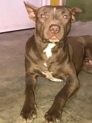 1+ year Male Purebred American Pit Bull Terrier
