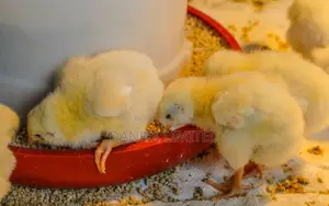 One Day Old Chick Within Nairobi