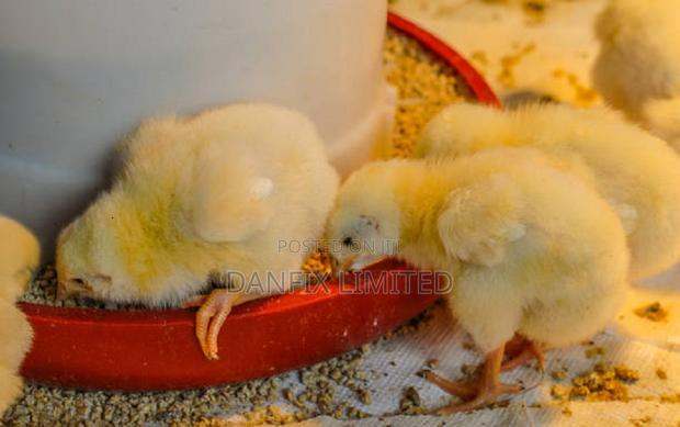 One Day Old Chick Within Nairobi