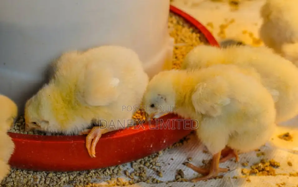 One Day Old Chick Within Nairobi