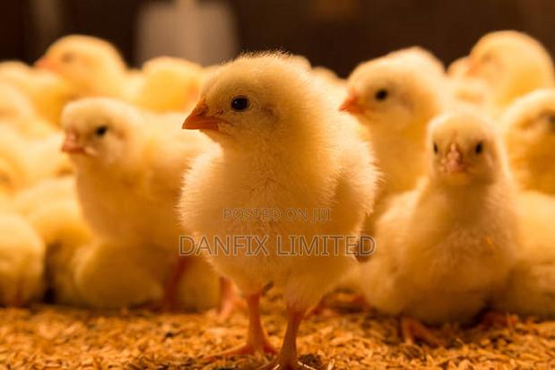 One Day Old Chick for Sale - main view