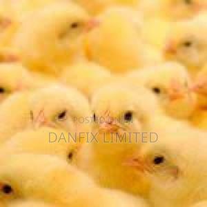 One Day Old Chick,[3-7 Day Delivery Secured Payment - main view