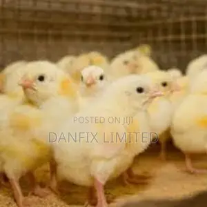 One Day Old Chick