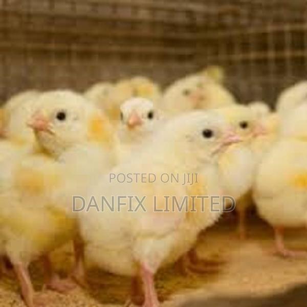 One Day Old Chick