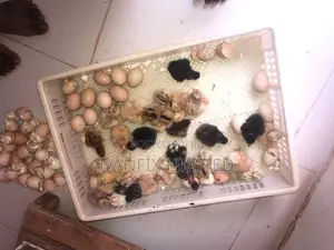 Day Old Chicks for Sale