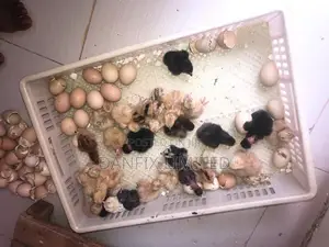 Day Old Chicks for Sale