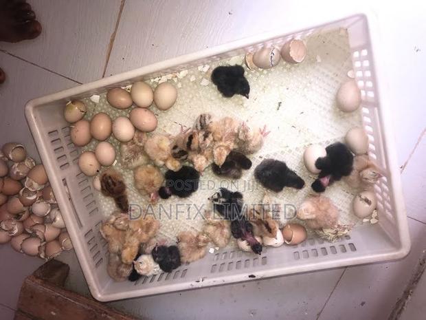 Day Old Chicks for Sale - thumbnail 2